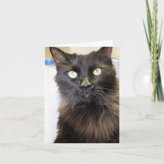 猫 カード (正面)