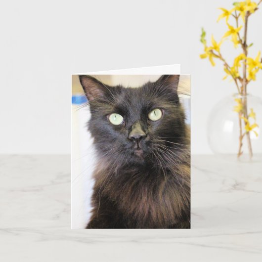 猫 カード (黄色い花)