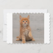 猫 カード (裏面)