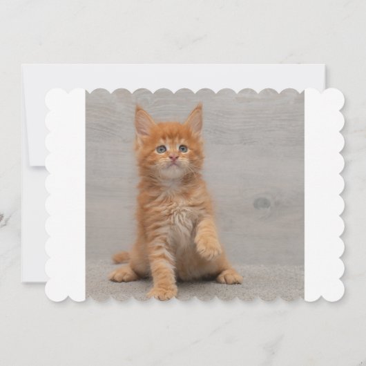 猫 カード (裏面)