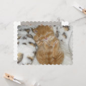 猫 カード (正面/裏面インサイチュ)