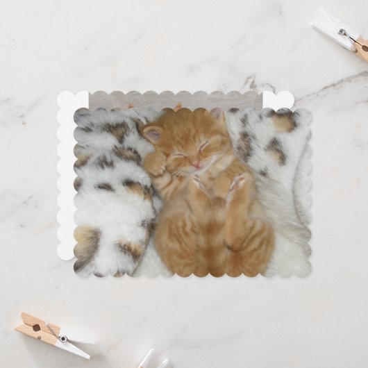 猫 カード (正面/裏面インサイチュ)