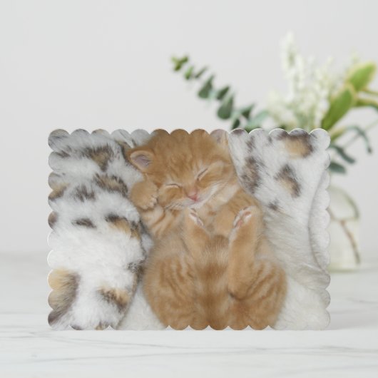 猫 カード (スタンド正面)