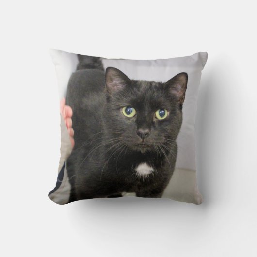猫 クッション (正面)