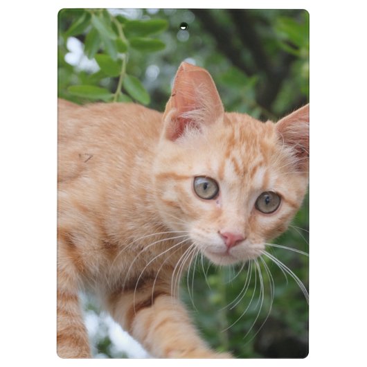 猫 クリップボード (裏面)