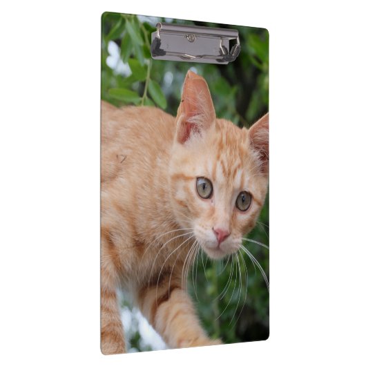 猫 クリップボード (右)