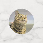 猫 コンフェッティ (スモール正面)