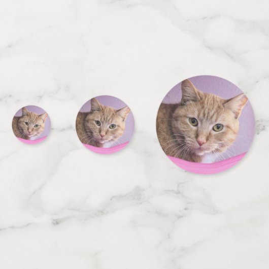 猫 コンフェッティ (正面)