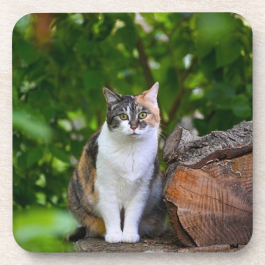 猫    コースター (正面)