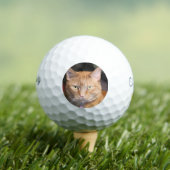 猫 ゴルフボール (インサイチュ 木)