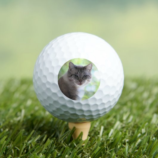 猫 ゴルフボール (インサイチュ 木)