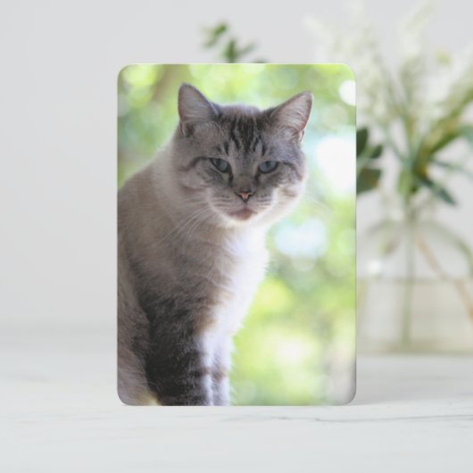 猫 サンキューカード (スタンド正面)