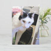 猫 サンキューカード (スタンド正面)