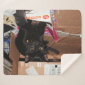 猫 シェルパブランケット (正面(横))