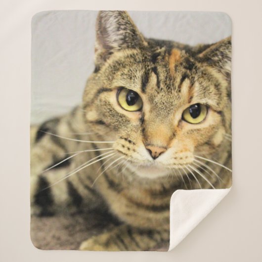 猫 シェルパブランケット (正面)