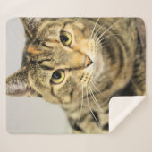 猫 シェルパブランケット (正面(横))