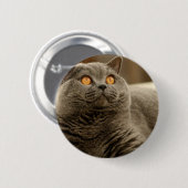 猫：ショートヘア 缶バッジ (正面&裏面)