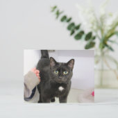 猫 シーズンポストカード (スタンド正面)