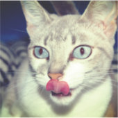 猫 シール (正面)