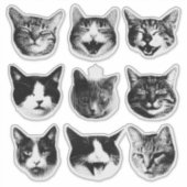 猫 シール (正面)