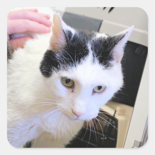 猫 スクエアシール (正面)