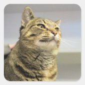 猫 スクエアシール (正面)