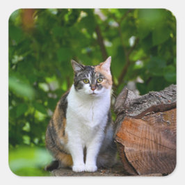 猫 スクエアシール