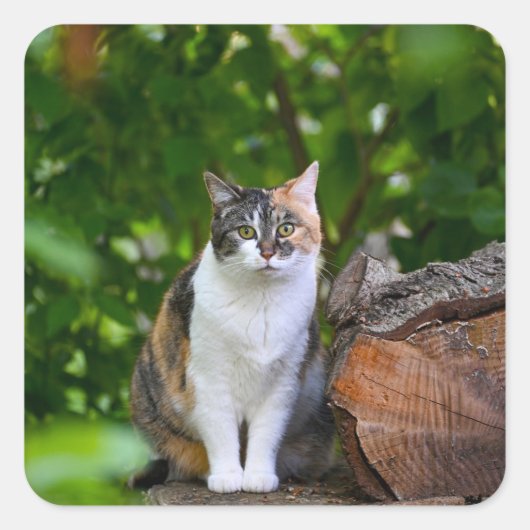 猫 スクエアシール (正面)