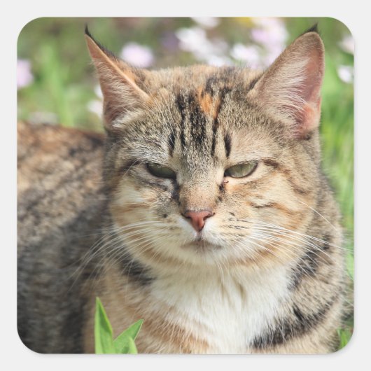 猫 スクエアシール (正面)