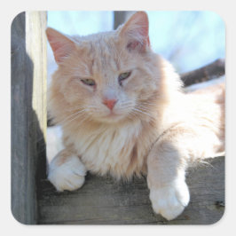 猫 スクエアシール