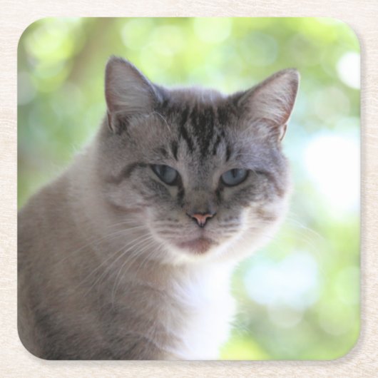 猫 スクエアペーパーコースター (正面)