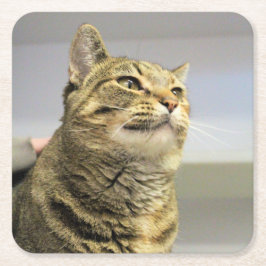 猫 スクエアペーパーコースター