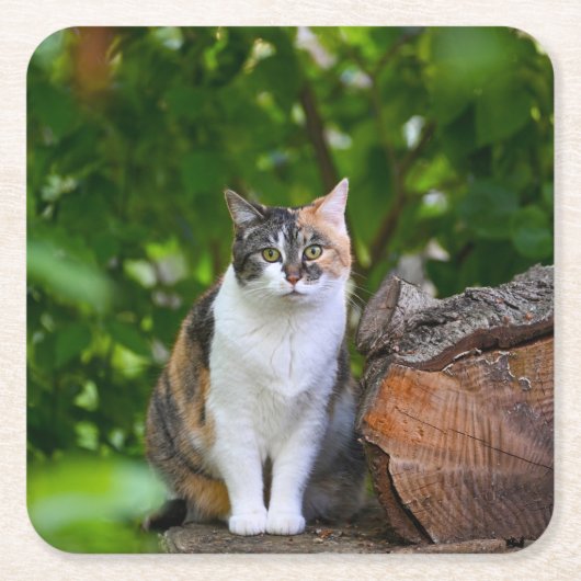 猫 スクエアペーパーコースター (正面)