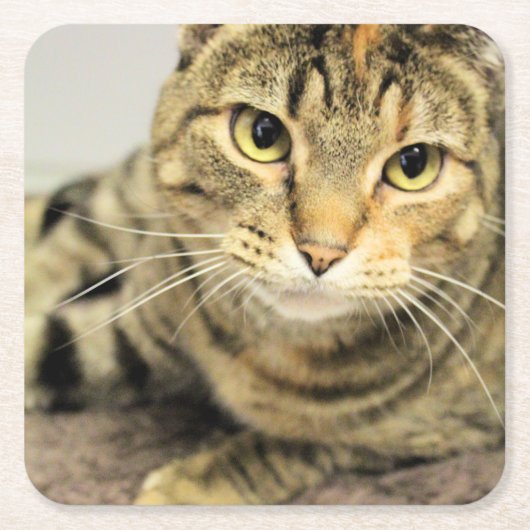 猫 スクエアペーパーコースター (正面)