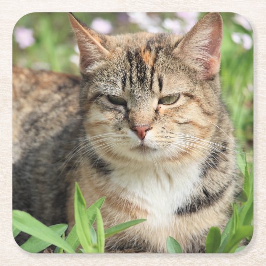 猫 スクエアペーパーコースター (正面)