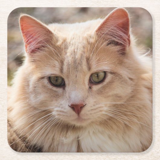 猫 スクエアペーパーコースター (正面)