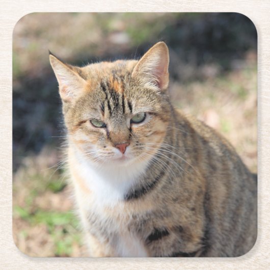 猫 スクエアペーパーコースター (正面)