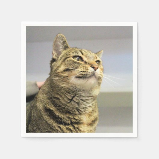 猫 スタンダードカクテルナプキン (正面)