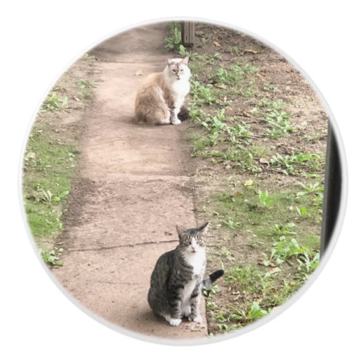 猫 セラミックノブ (正面)