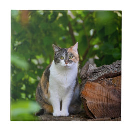猫 タイル