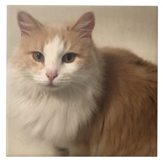 猫 タイル (正面)