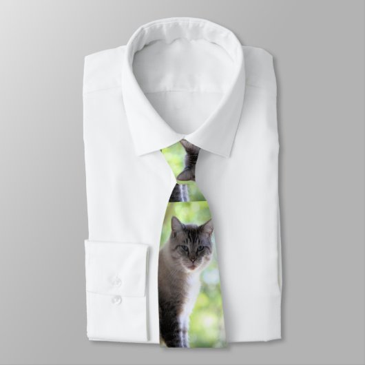 猫 ネクタイ (タイ)