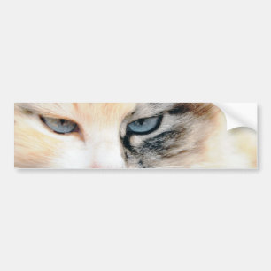 猫 バンパーステッカー