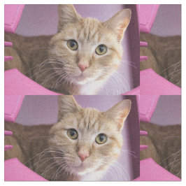 猫 ファブリック