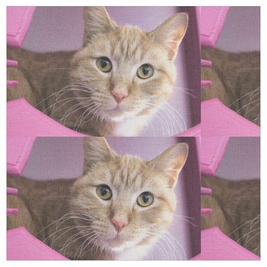 猫 ファブリック (クローズアップ)