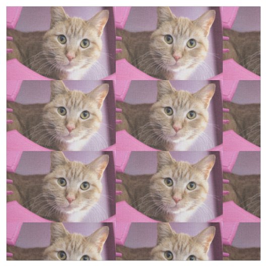 猫 ファブリック (見本)