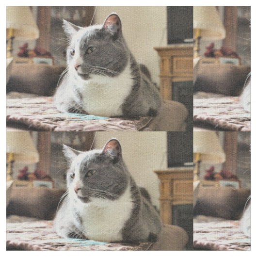 猫 ファブリック (クローズアップ)