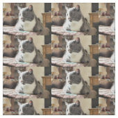 猫 ファブリック (見本)