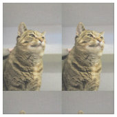 猫 ファブリック (クローズアップ)