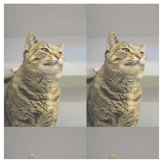 猫 ファブリック (クローズアップ)
